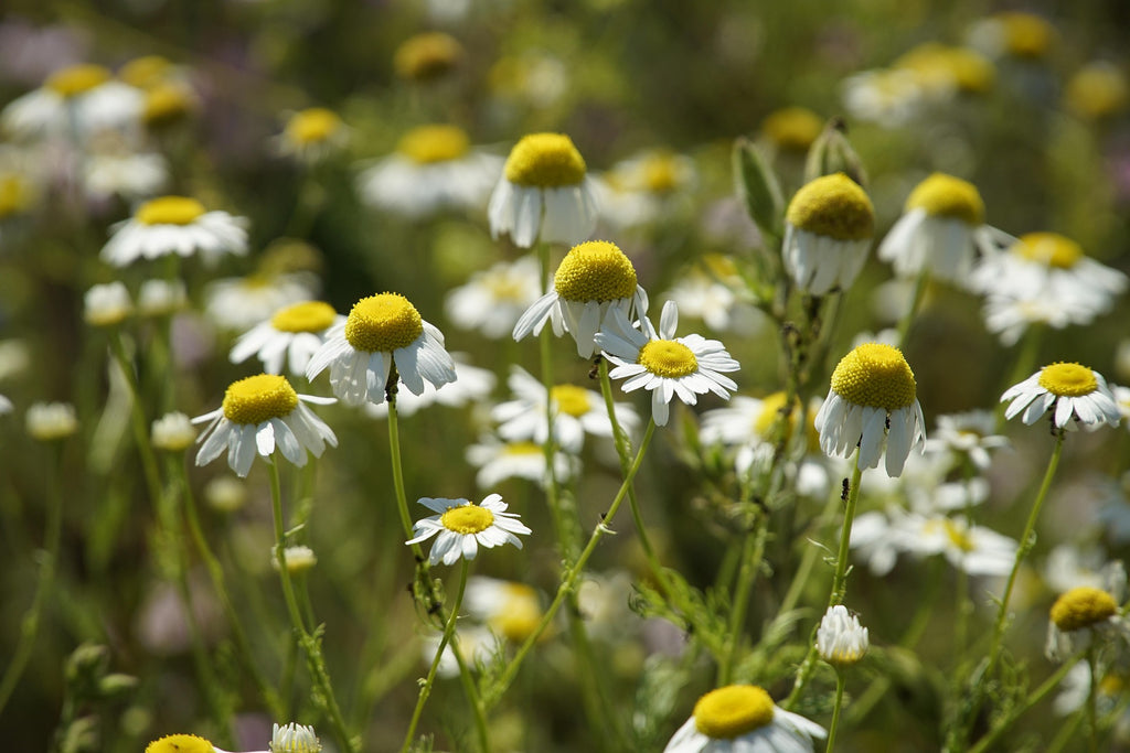 Mayweed flowers featured in a Face to Grace botanical gardening workshop