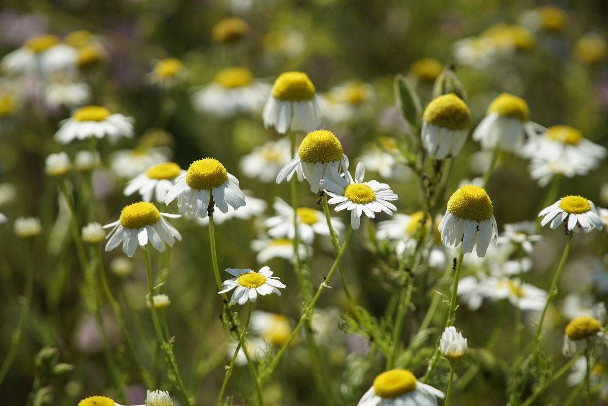 Mayweed flowers featured in a Face to Grace botanical gardening workshop