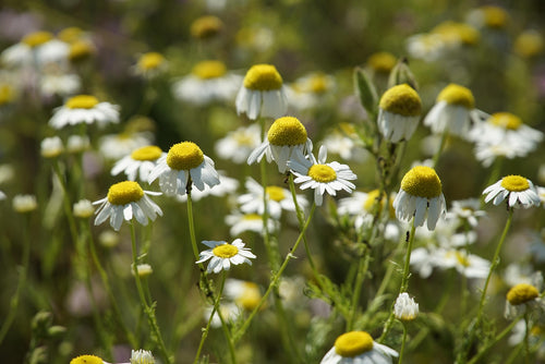 Mayweed flowers featured in a Face to Grace botanical gardening workshop