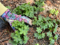 Gardening gloves among plants during a Face to Grace botanical gardening workshop