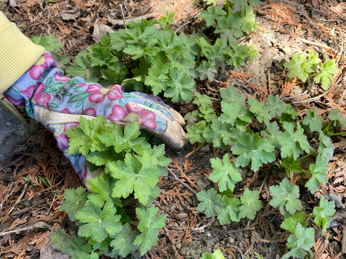 Gardening gloves among plants during a Face to Grace botanical gardening workshop